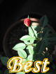 My Best Photo